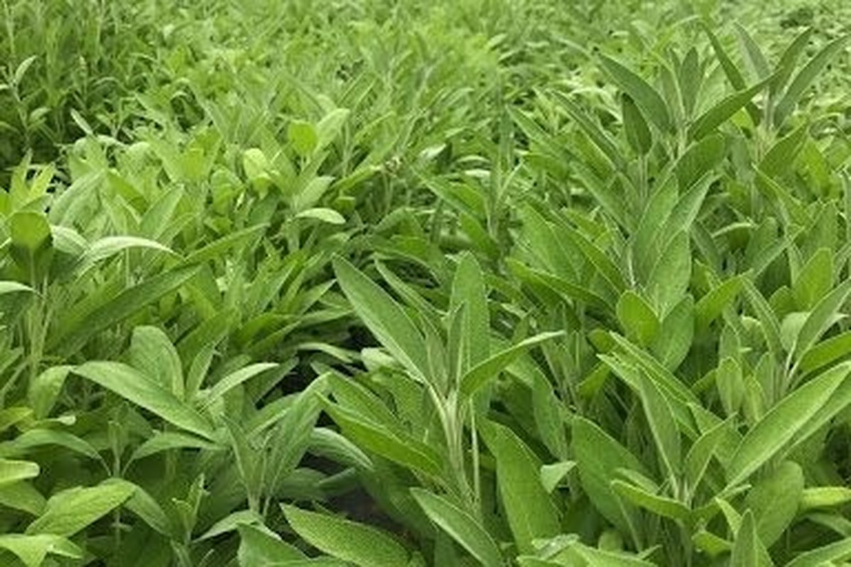 جڑی بوٹی مار ادویات