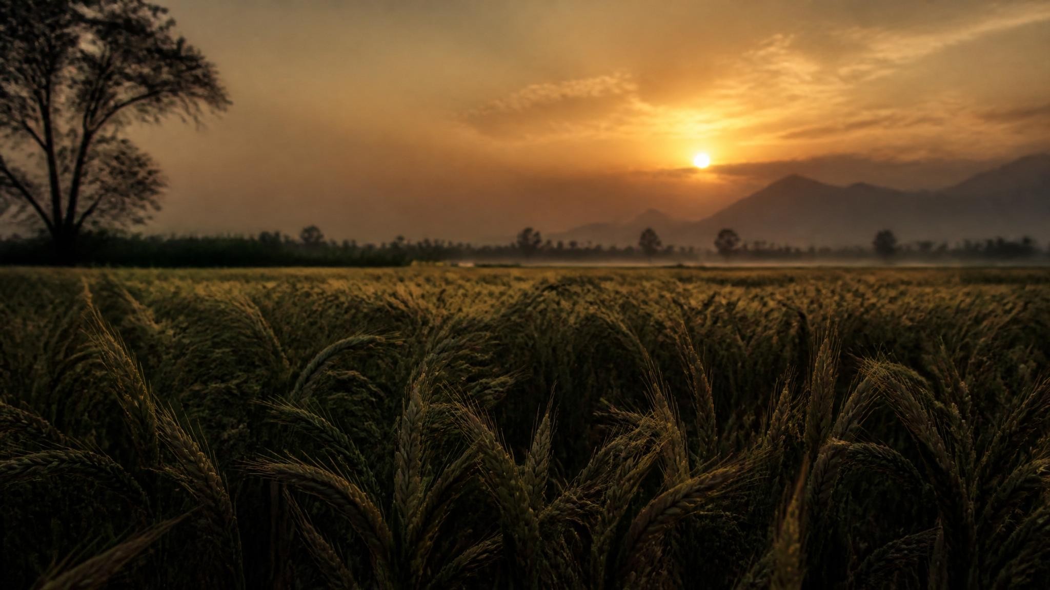 Golden wheat field at sunset