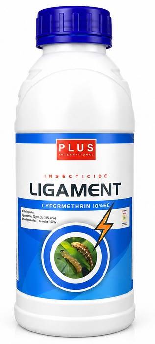 LIGAMENT